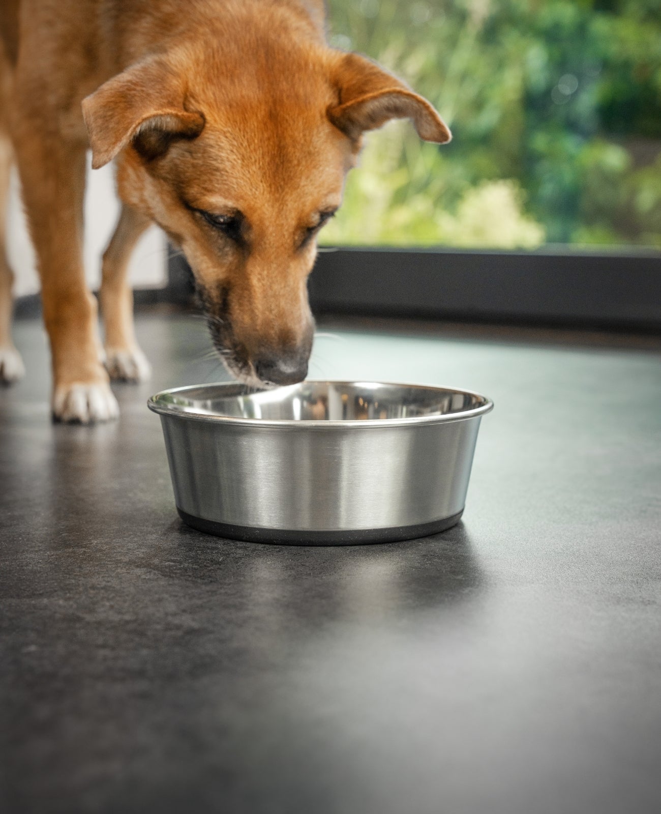lionto Gamelle en inox, antidérapante, Bol à eau pour chien & chat