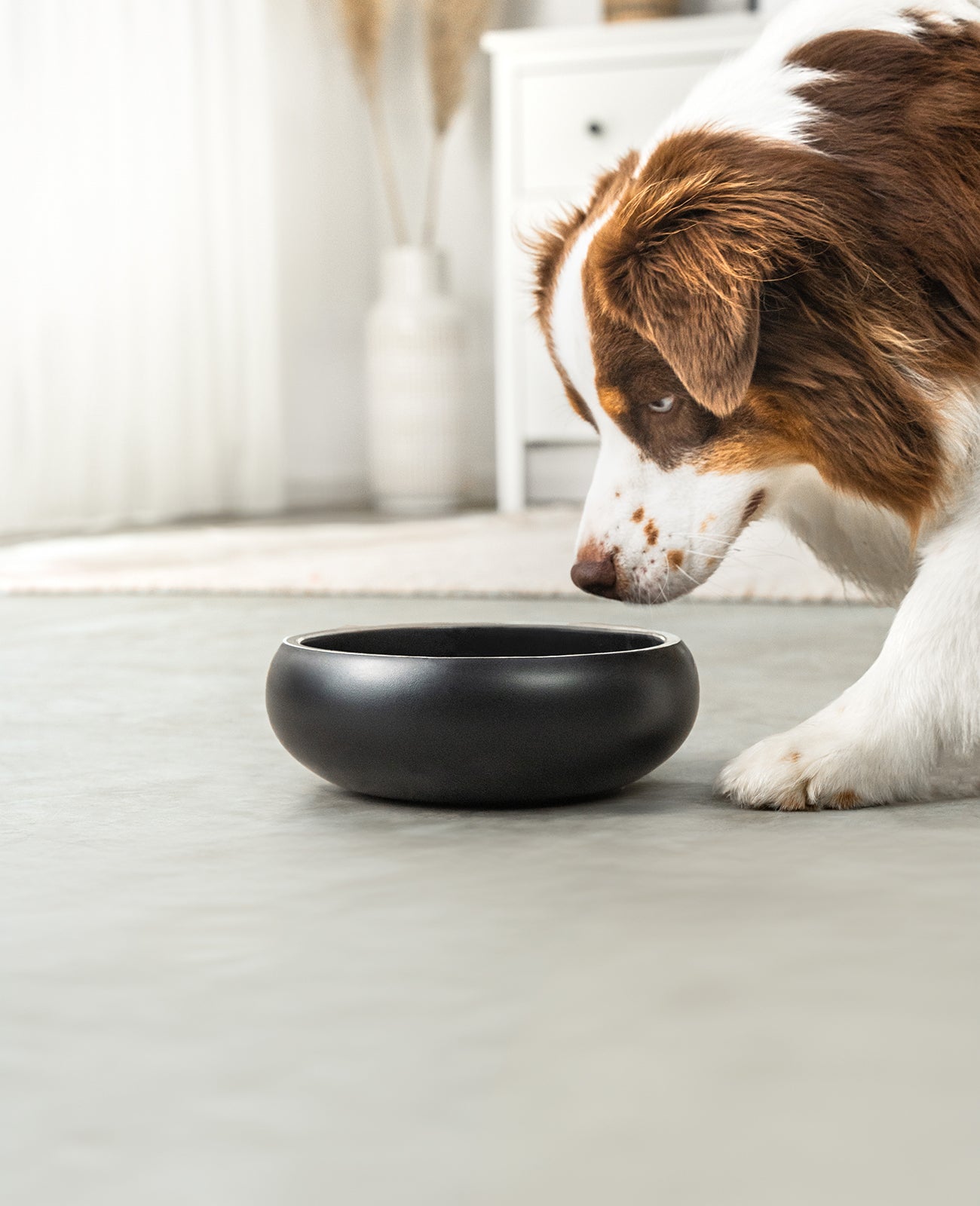 lionto Gamelle pour chien en acier inox, courbée, antidérapante, noir