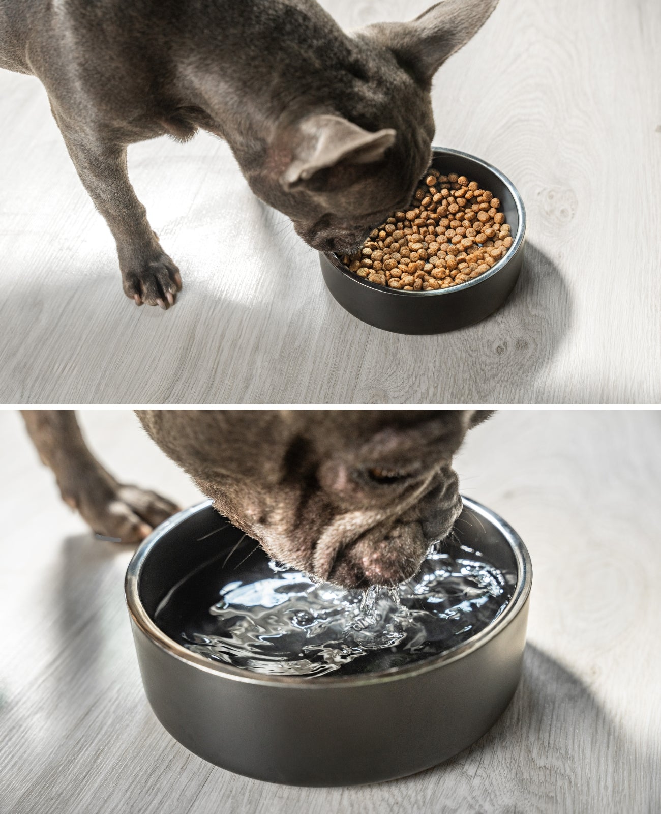lionto Gamelle pour chien en acier inox, antidérapante & inoxydable, noir