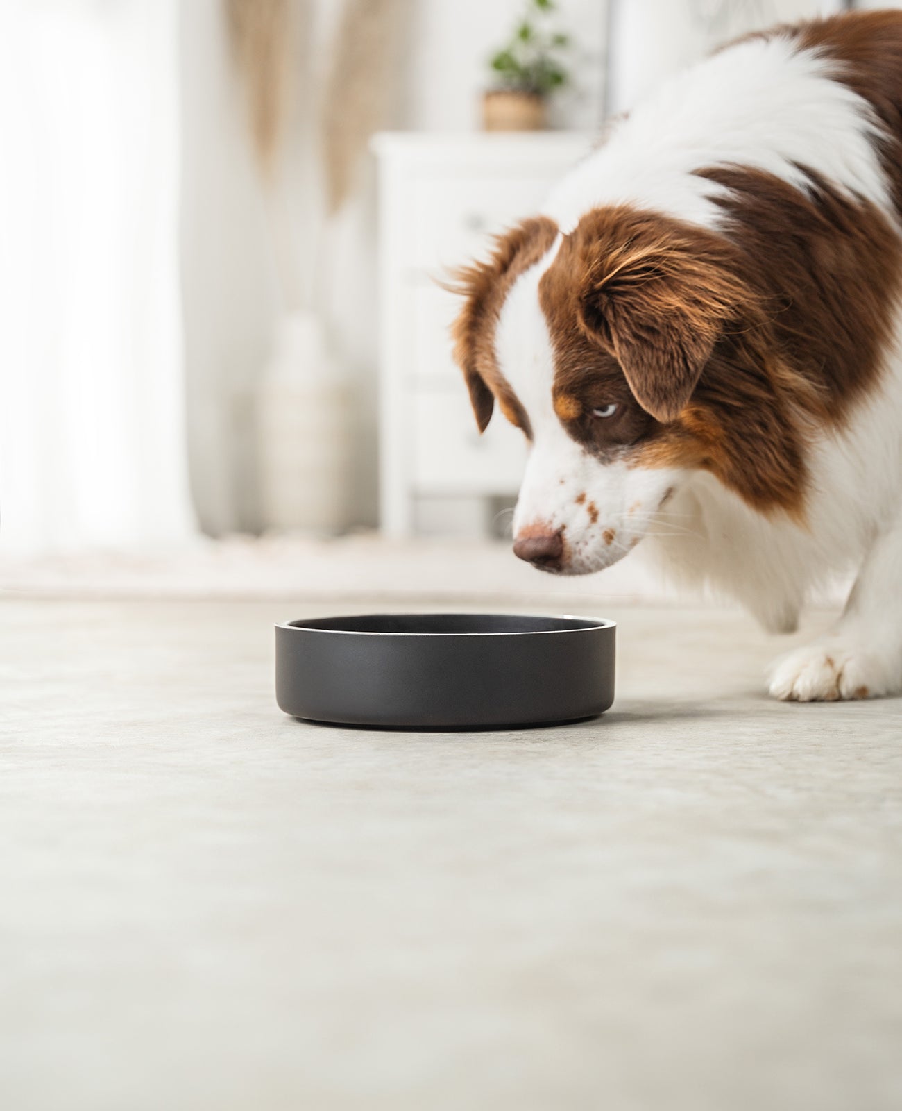 lionto Gamelle pour chien en acier inox, antidérapante & inoxydable, noir