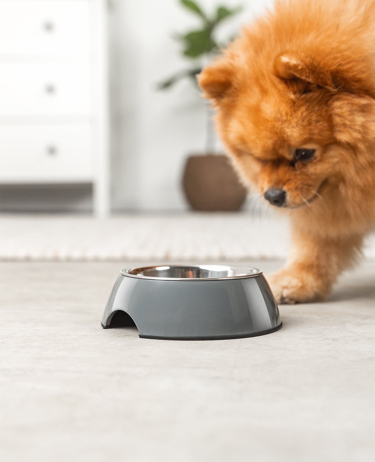 lionto Gamelle en mélamine, antidérapant, pour chien et chat, multiples versions