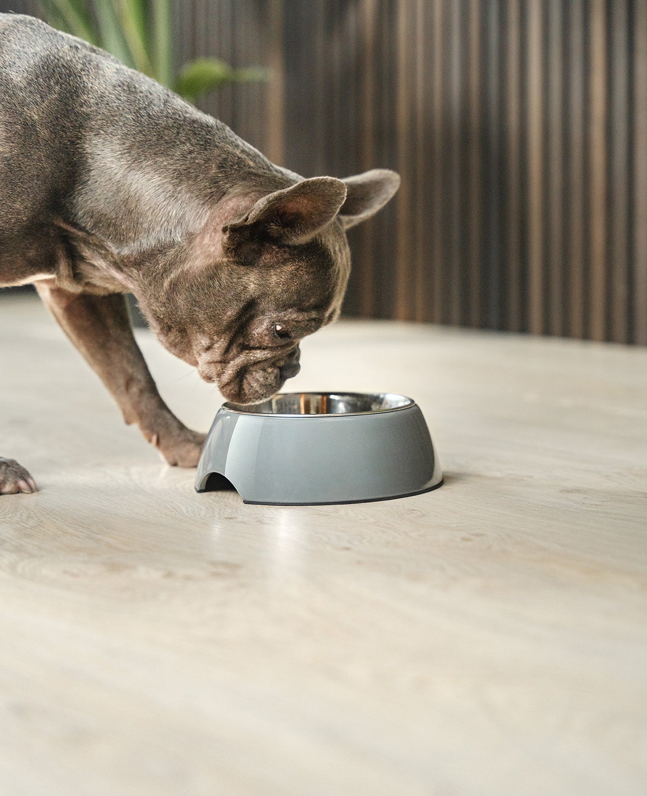 lionto Gamelle en mélamine, antidérapant, pour chien et chat, multiples versions