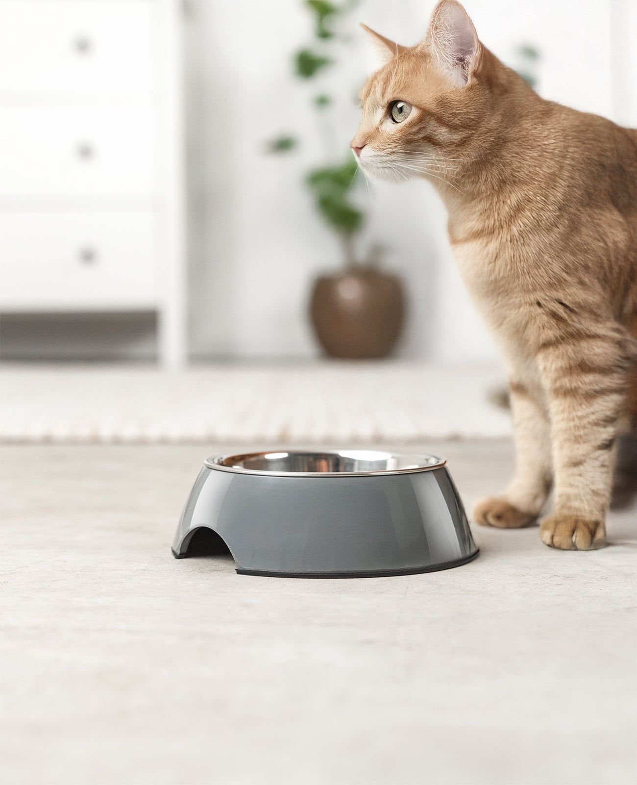 Gamelle pour chat en mélamine