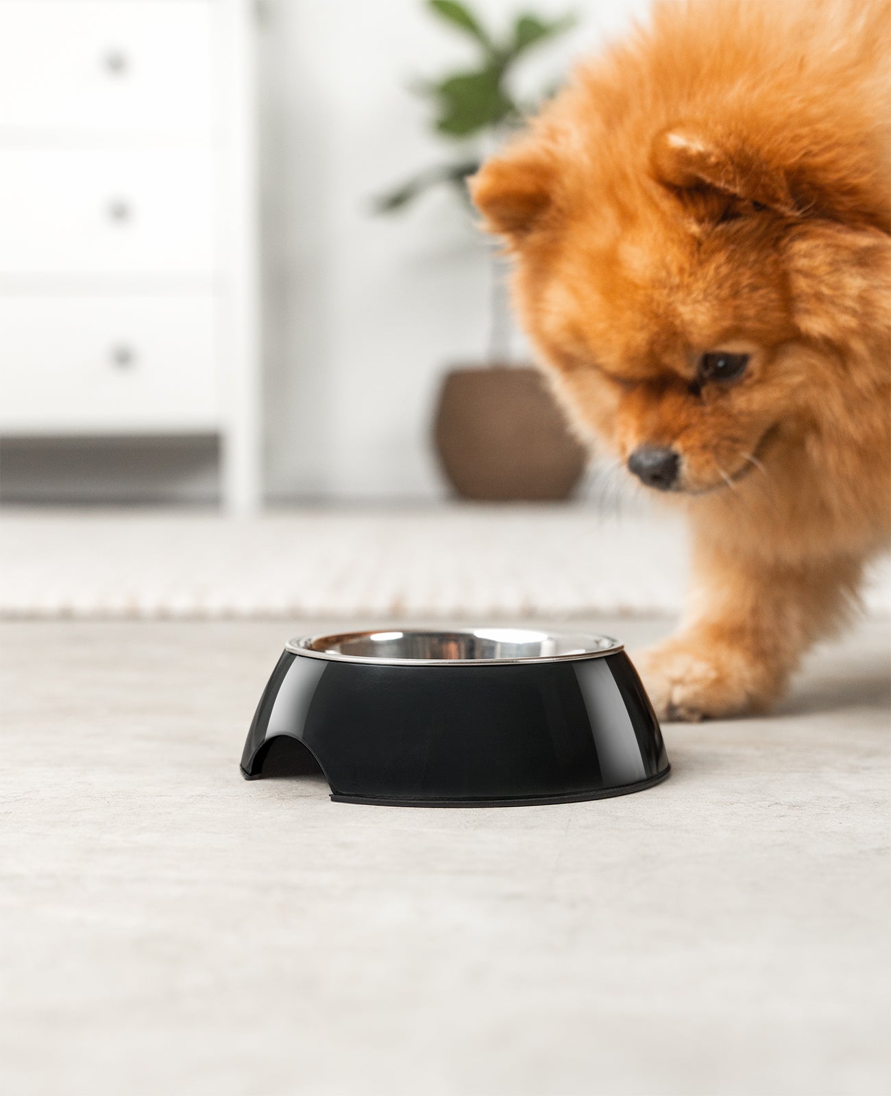 lionto Gamelle en mélamine, antidérapant, pour chien et chat, multiples versions