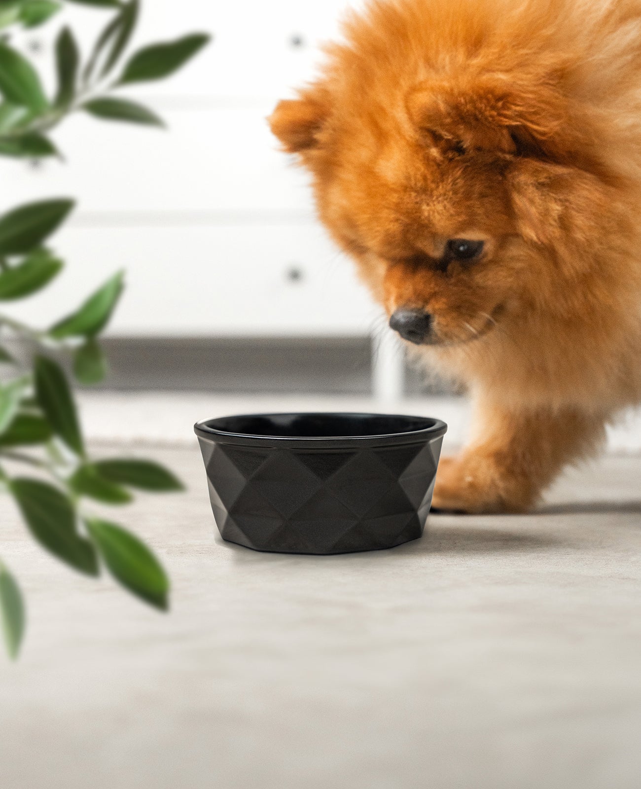 Hundenapf aus Keramik