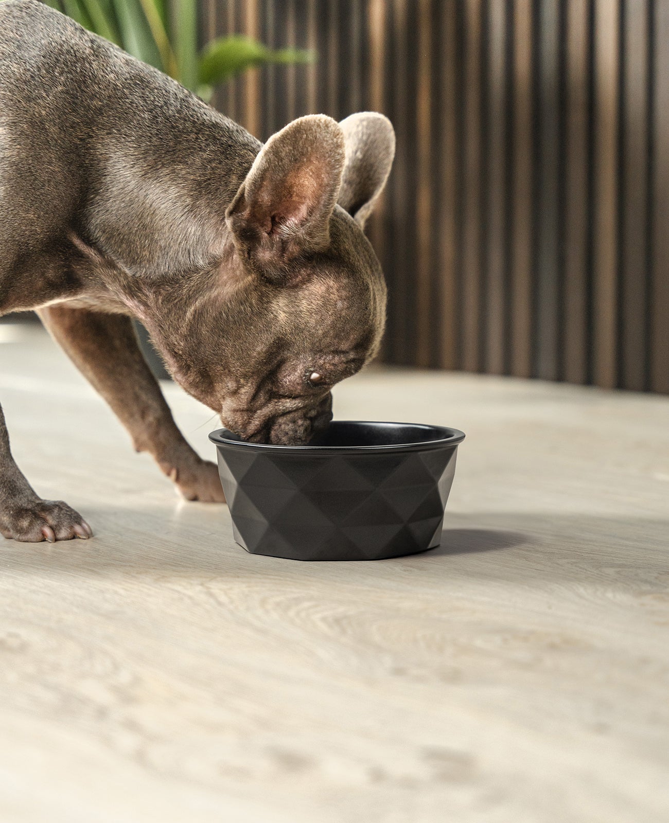 Gamelle en céramique pour chien