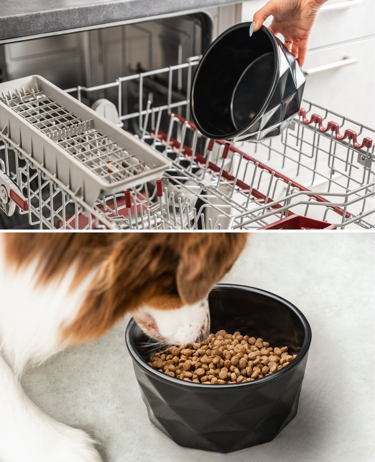 Gamelle en céramique pour chien