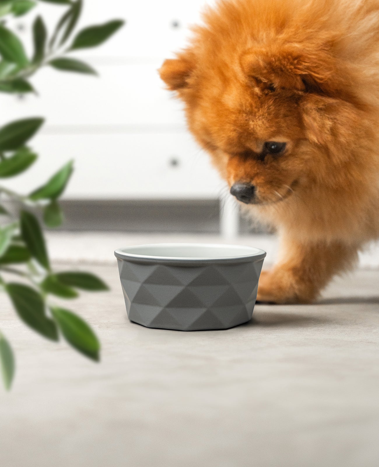 Gamelle en céramique pour chien