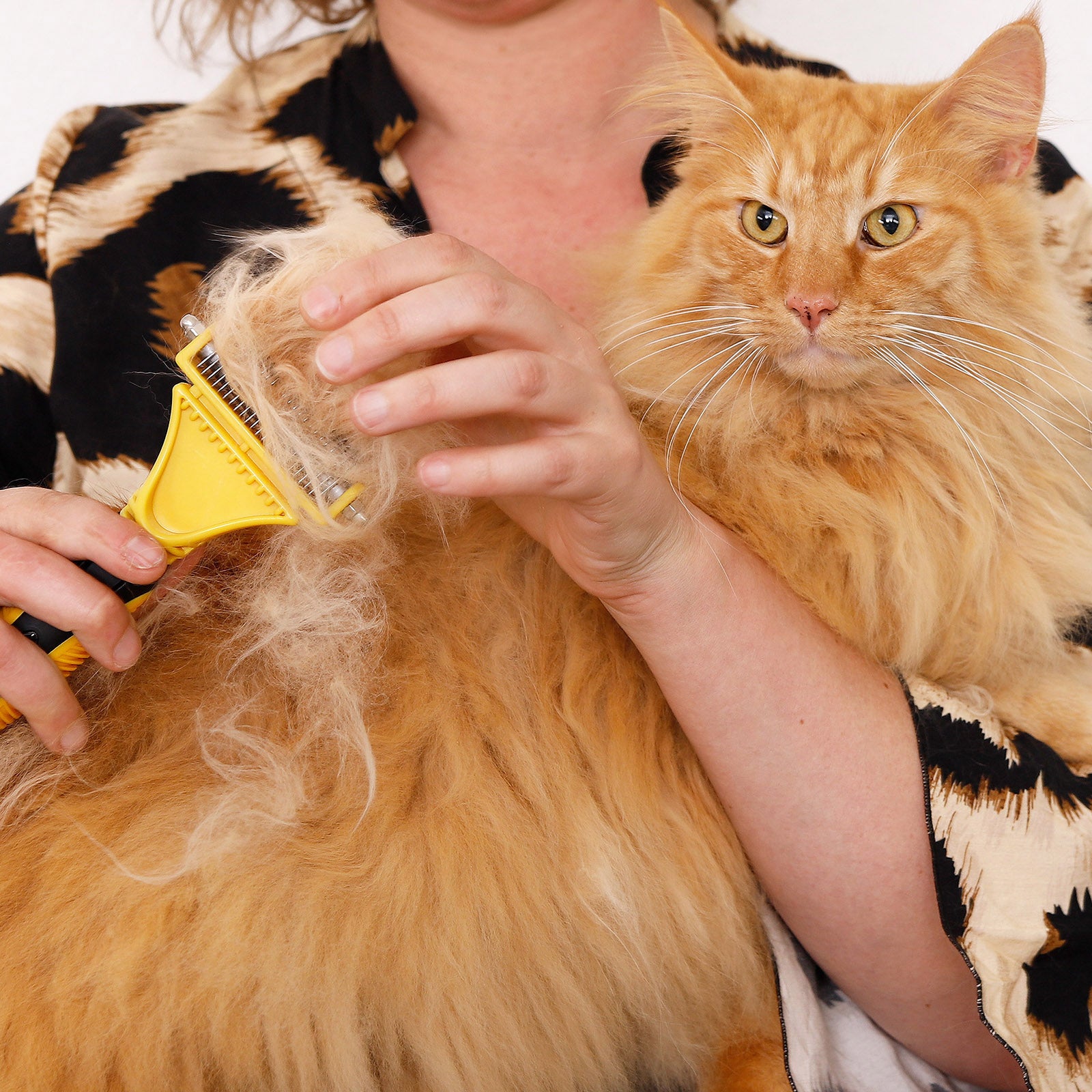 Brosses pour chat pour le toilettage