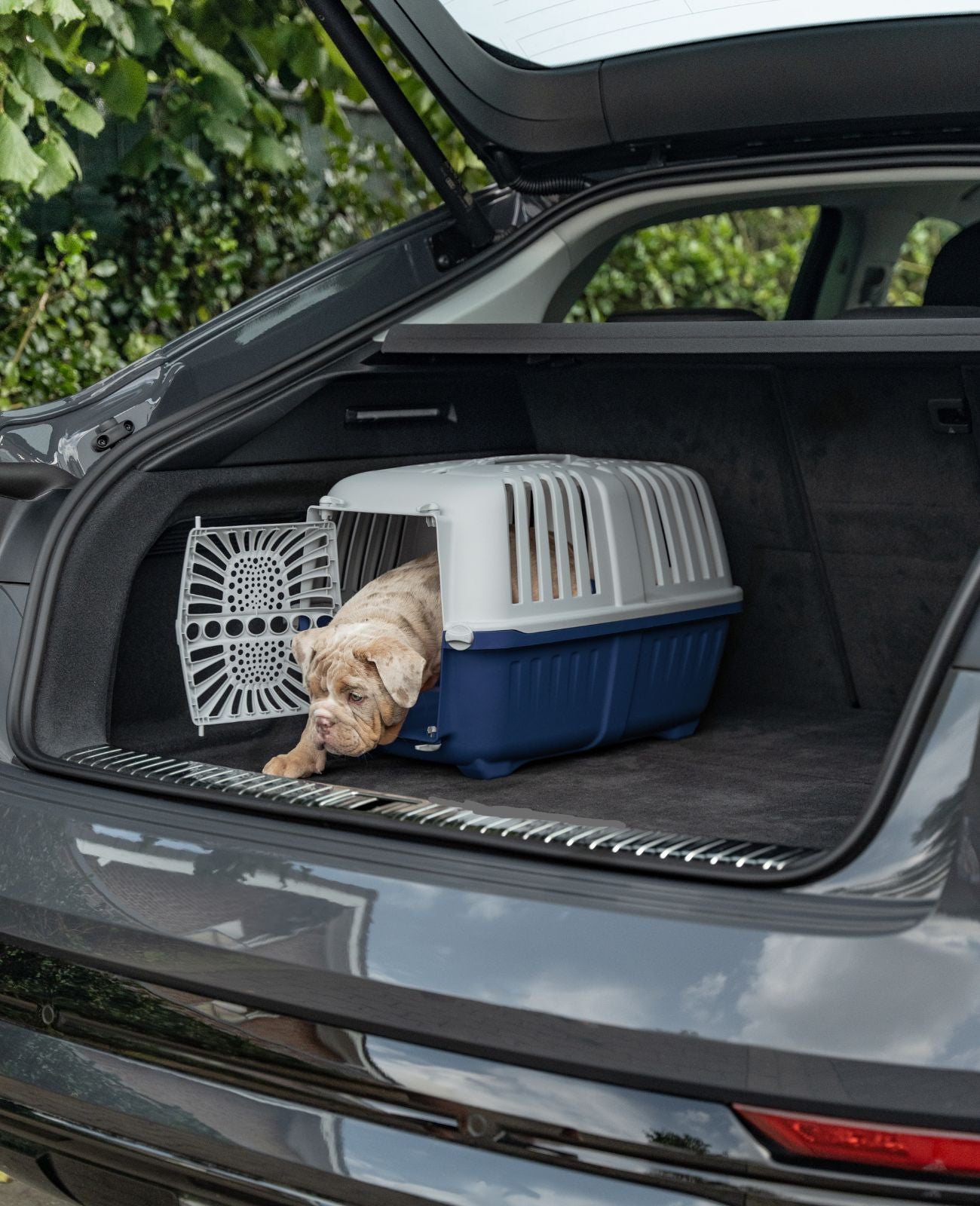 Caisse de transport pour chien en plastique