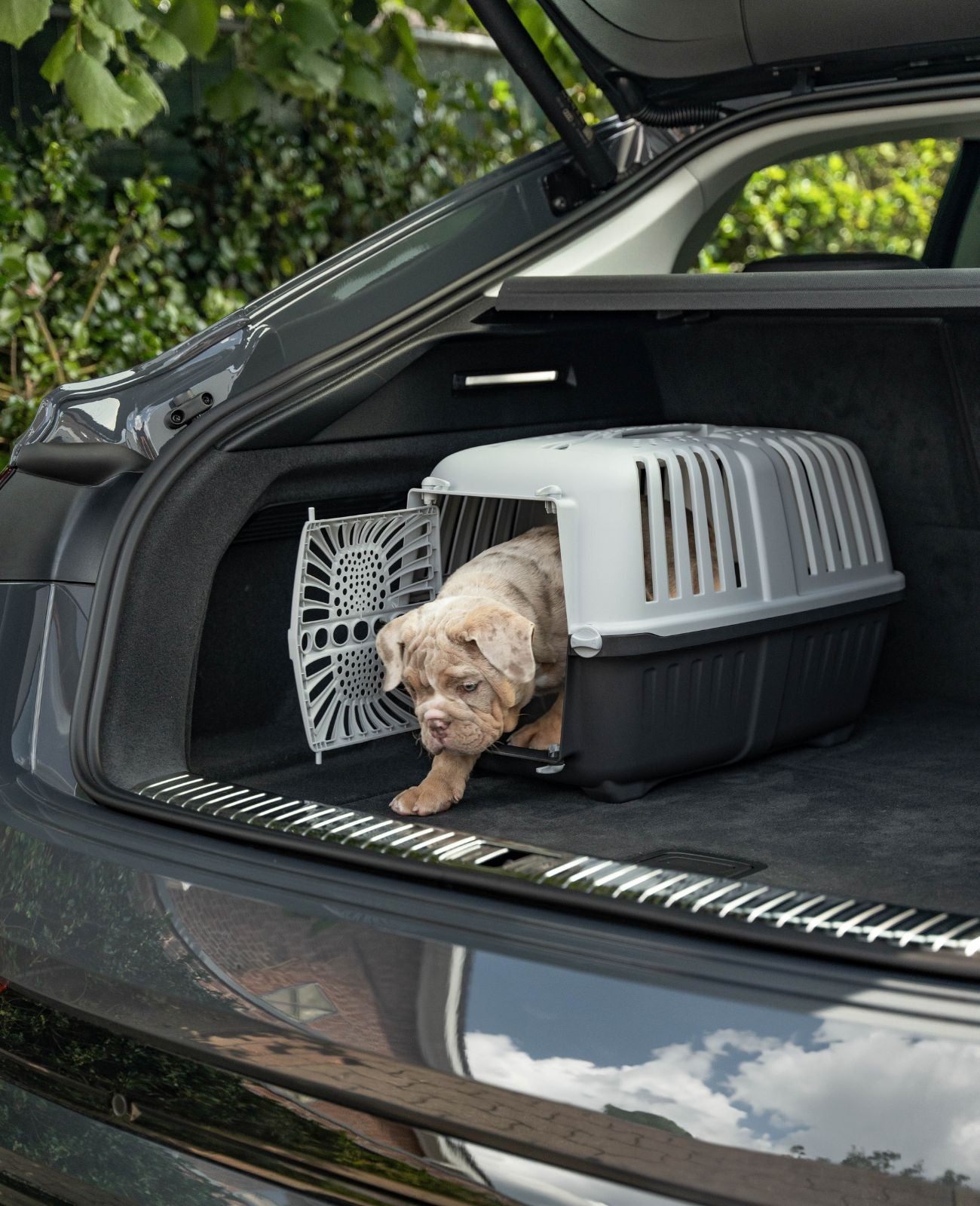 Caisse de transport pour chien en plastique