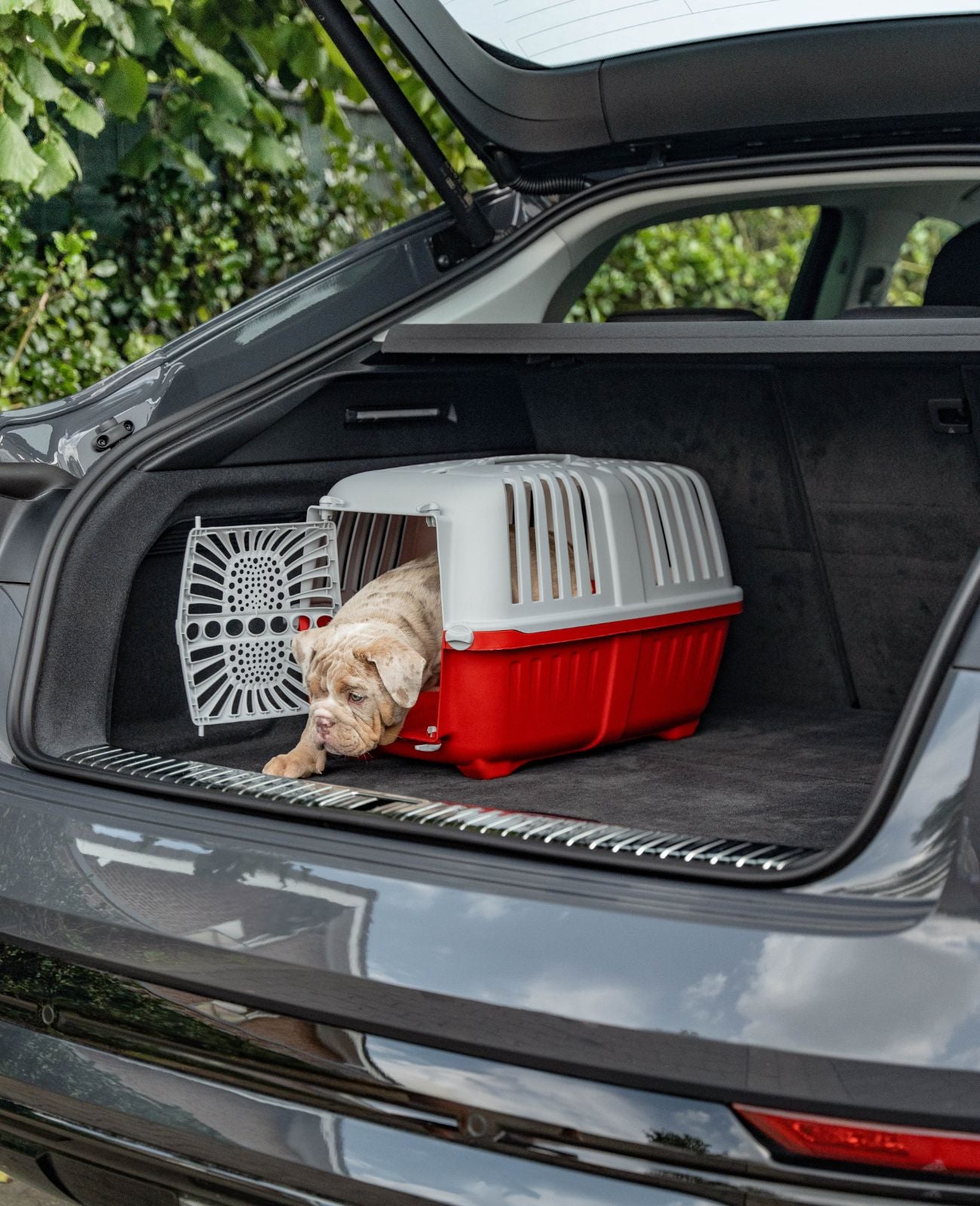 Caisse de transport pour chien en plastique