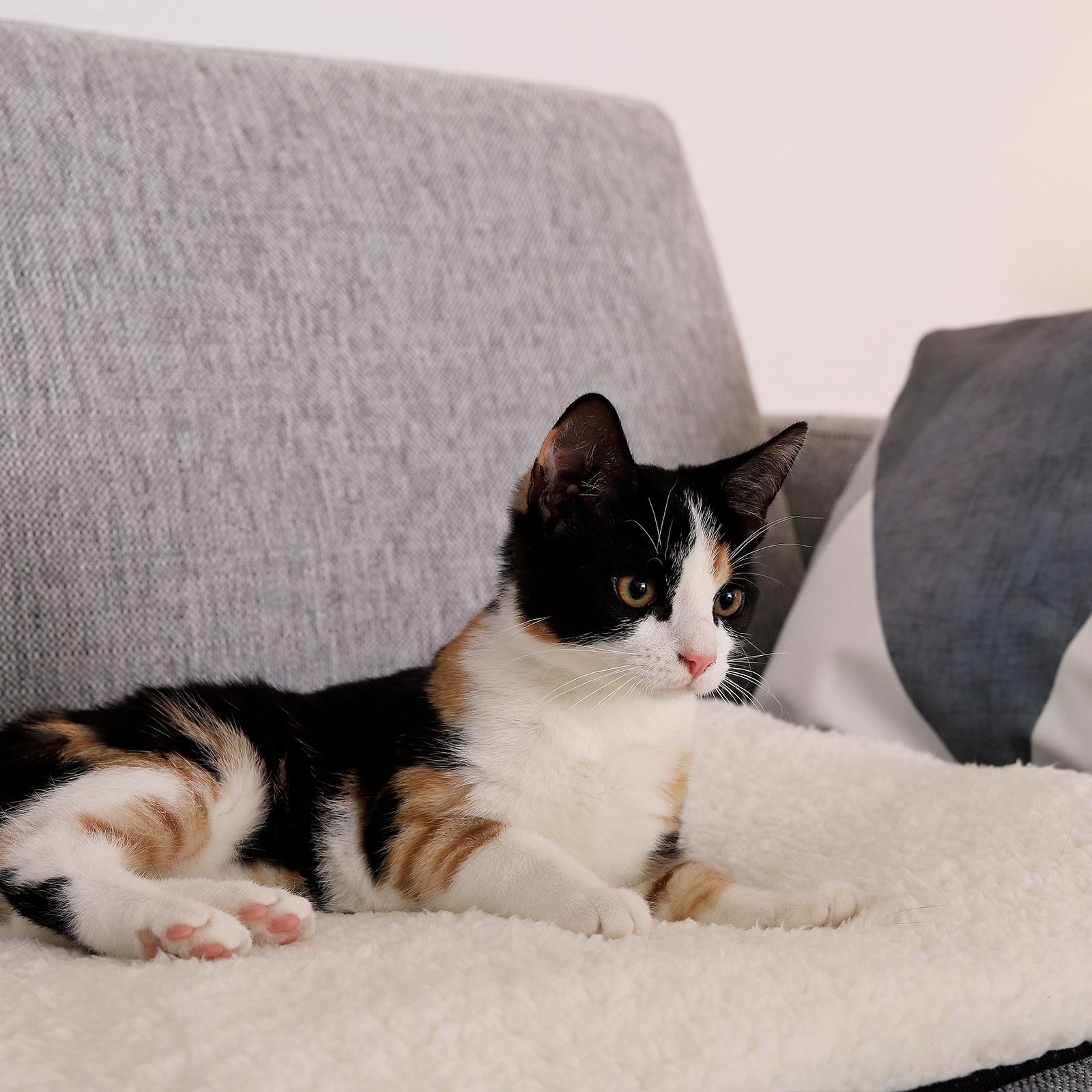 Tapis chauffant auto-chauffant pour chat