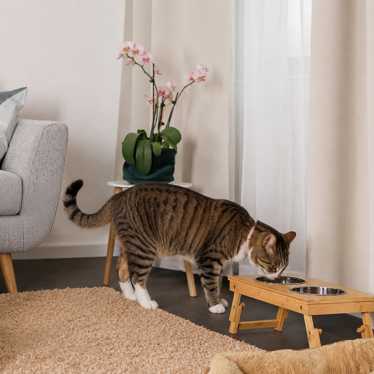 lionto Gamelle pour chat distributeur de nourriture bar animaux mangeoire chats